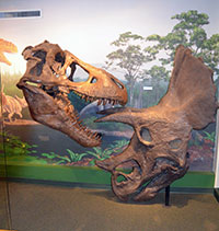 Display at the UW Geological Museum.