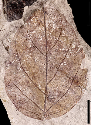 Fossil Leaf