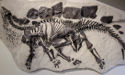 Fossil of dinosaur