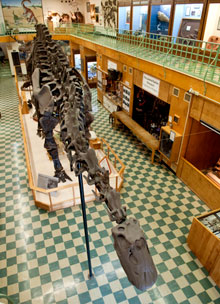 Apatosaurus