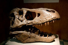 Tyrannosaurus rex skull