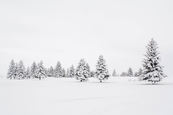Snow-covered evergreens in snowy Wyoming field