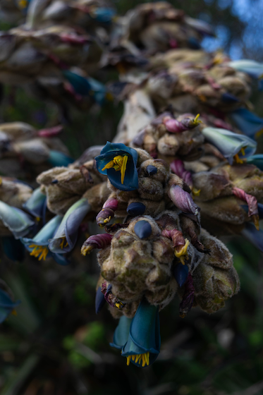Macro photo of blue and purple flora in Ecuador