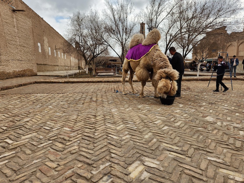 fluffy camel eating in Khiva