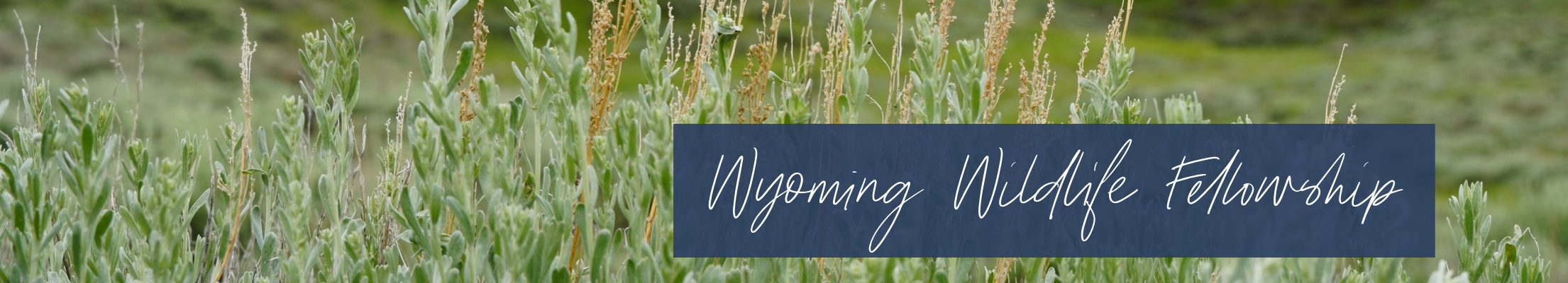 Wyoming Wildlife Fellowship