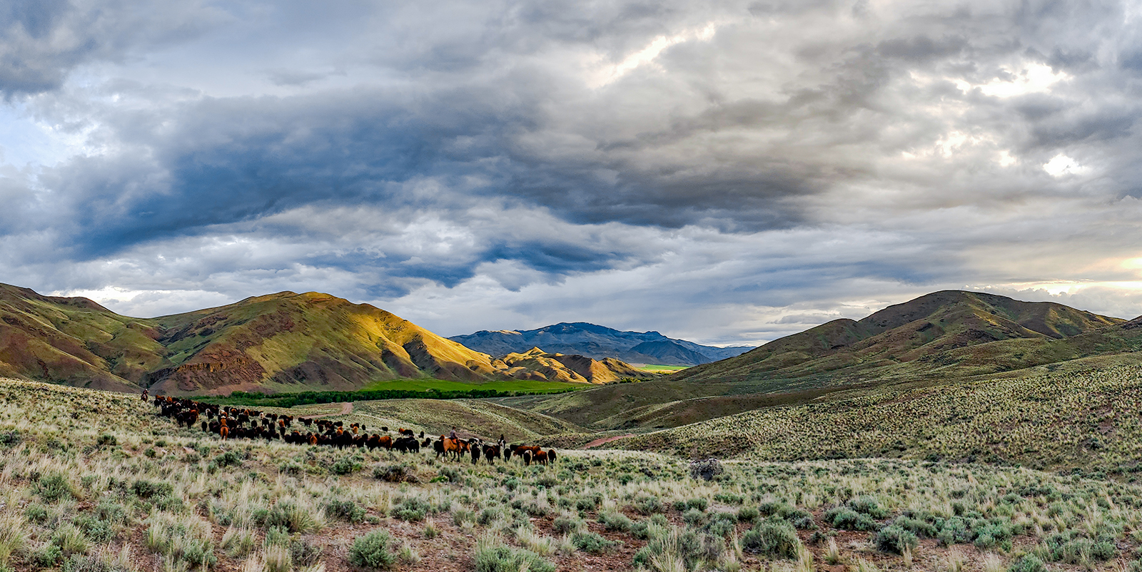 A trail of cattle in a stormy foothill landscape