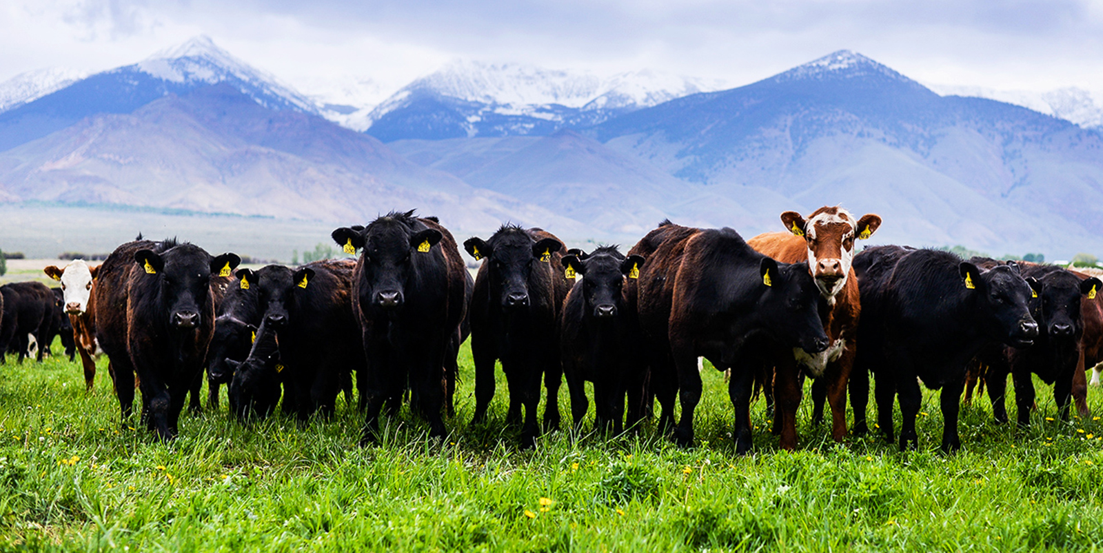Cattle looking at the camera with mountains behind