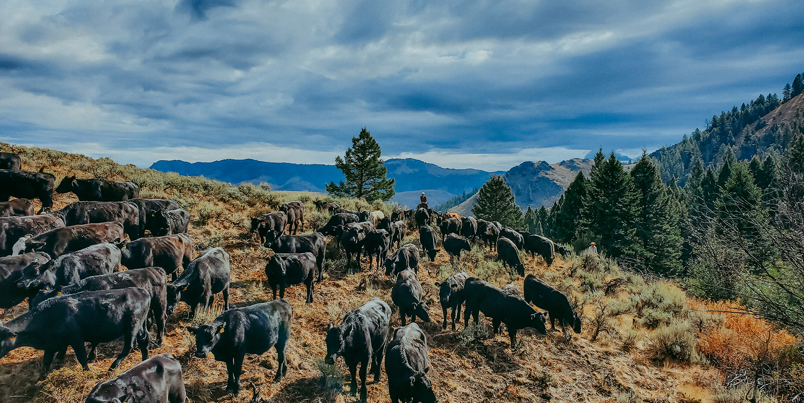 Range riders herding cattle