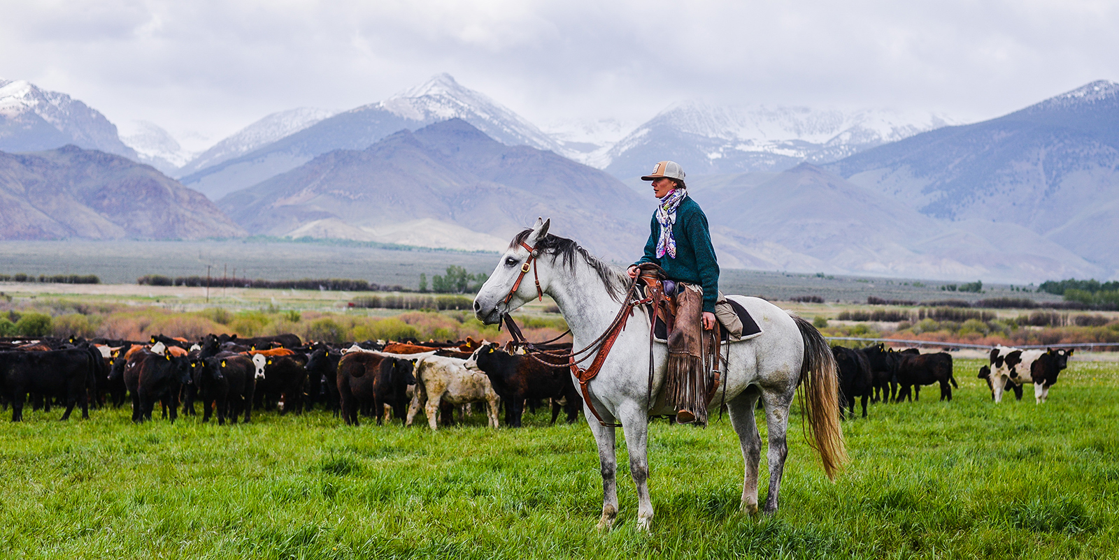 A woman on horseback in front of mountains and cattle
