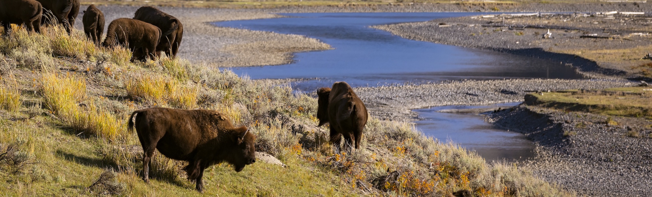 Photo of bison grazing a hillside above a river in Yellowstone National Park in autumn. (UW photo)