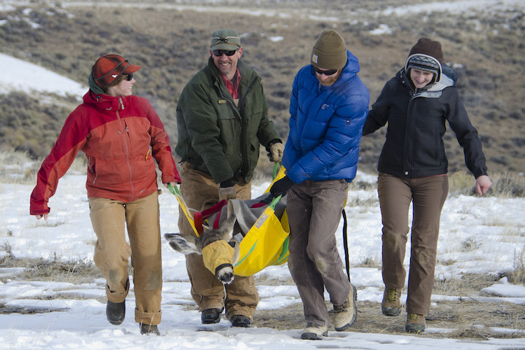 Four researchers carry a blindfolded deer through the sagebrush.