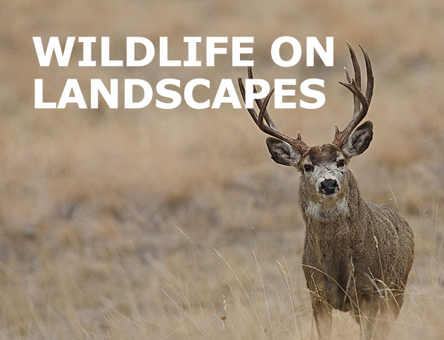 Wildlife on Landscapes with mule deer in background