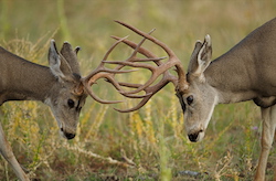 Mule deer tussle on the Wyoming landscape