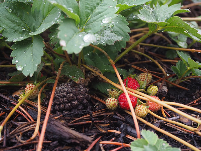 Wild strawberries with rain drops on them