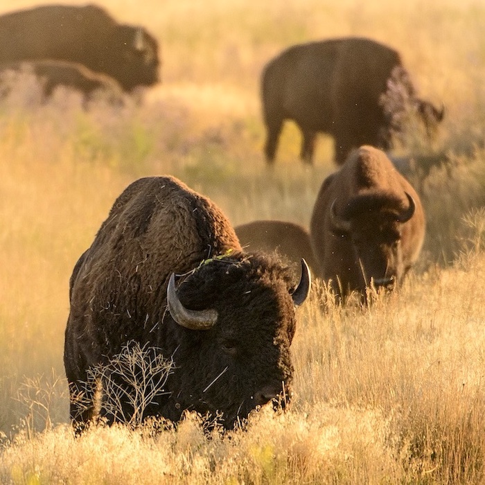 yellowstone-bison-square.jpg