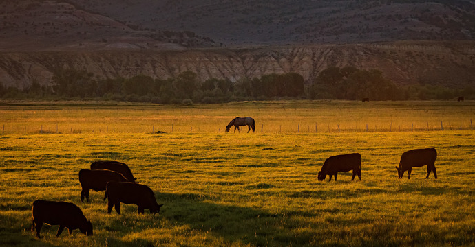 Photo of cows at sunset