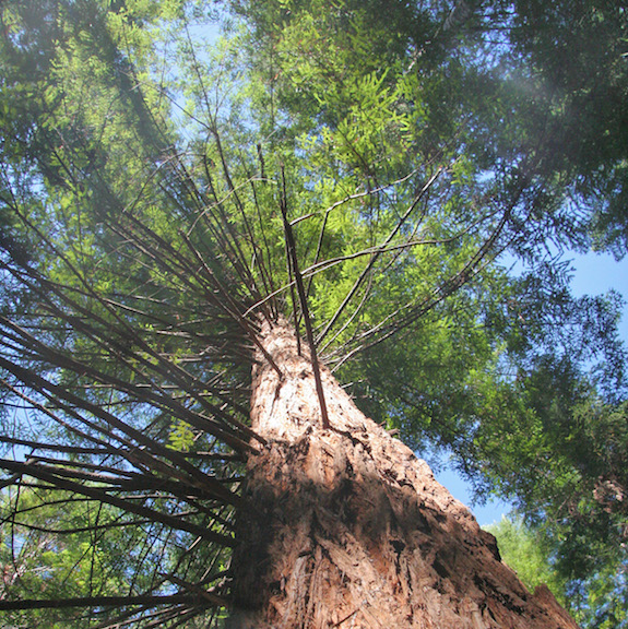 A tree on the van Eck property in California