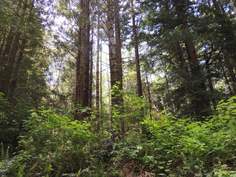 Lush forest in the Pacific Northwest