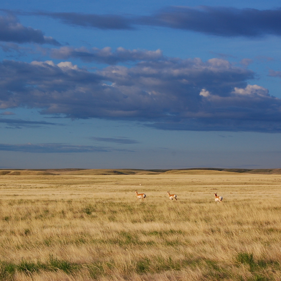 Pronghorn antelope on the range in Wyoming
