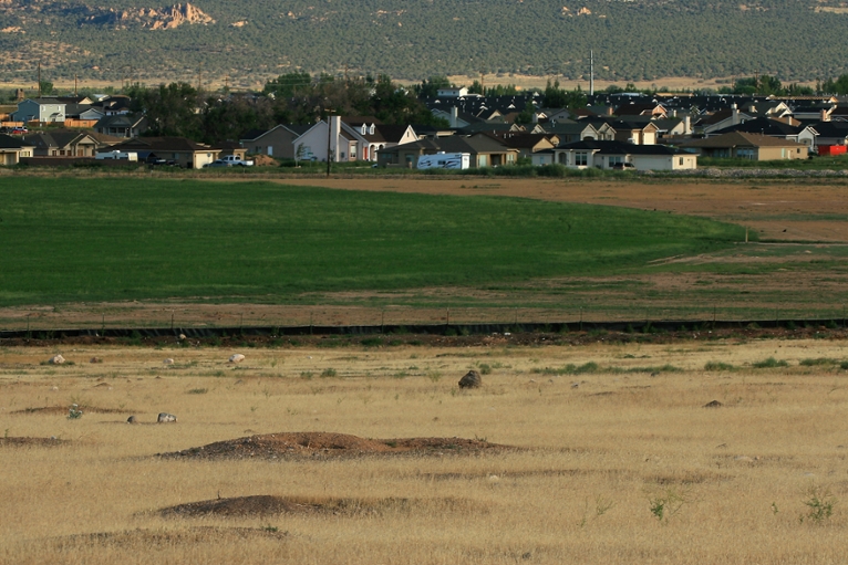 Prairie dog colony amidst residential development in Utah