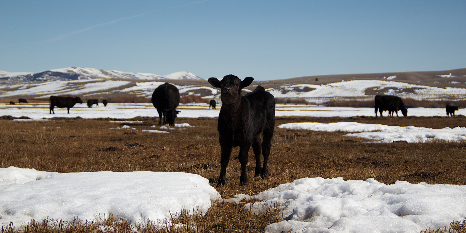 A calf in a snowy field