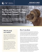 Report thumbnail of Hunting and Mountain Sheep: Do Current Harvest Practices Affect Horn Growth?