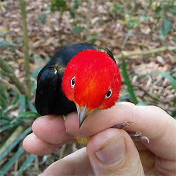bird with red head