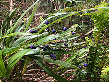 hawaiian-plant.jpg