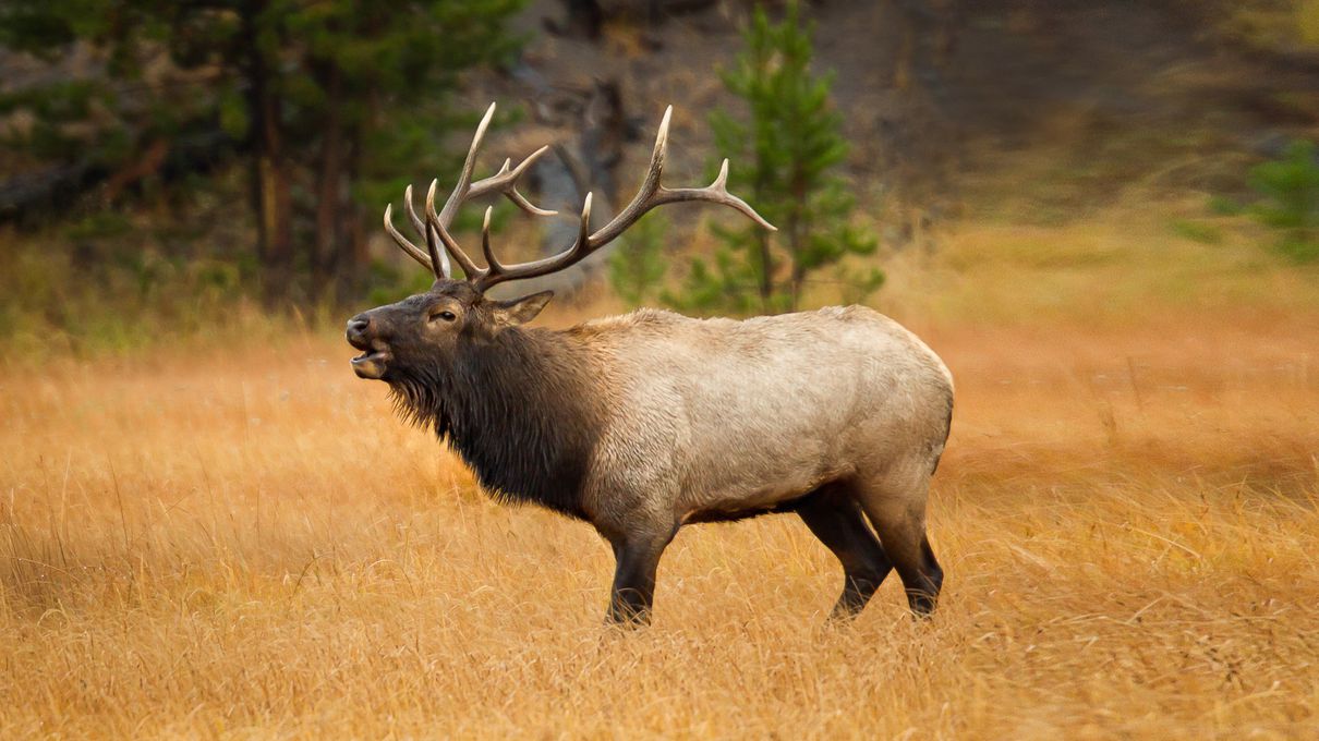 Image of an Elk in the wild