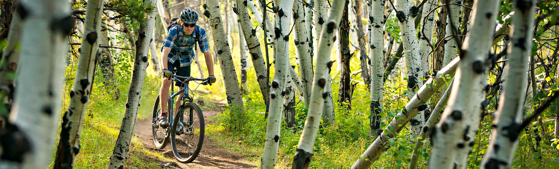 Biker riding through aspen trees in Curt Gowdy