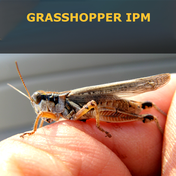 Grasshopper IPM