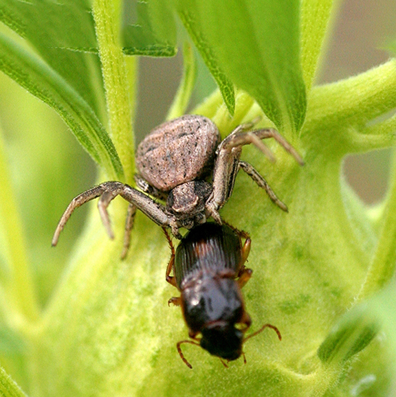 Spider and tick on leaf