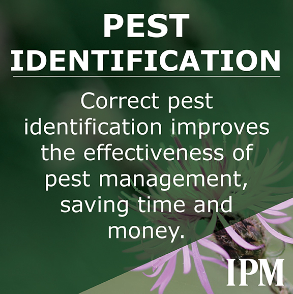 Pest ID is important