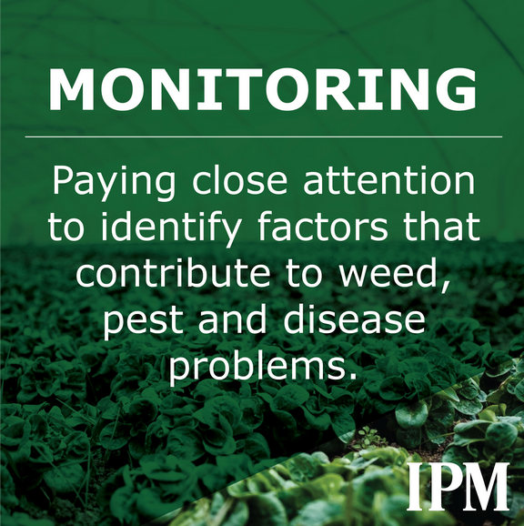 Monitoring helps identify pest problems