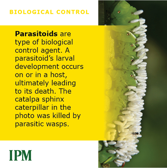 Parasitoids