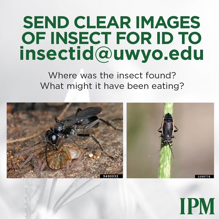 Insect Identification contact Scott Schell InsectID@uwyo.edu 