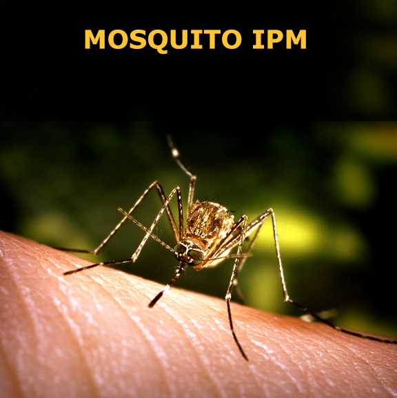 Laramie Mosquito IPM