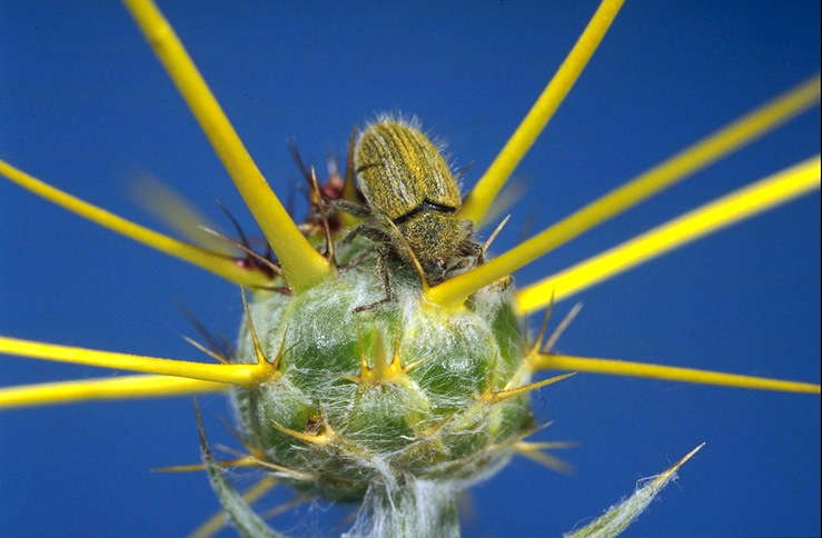 Weevil laying egg in seed-head of a yellow starthistle weed