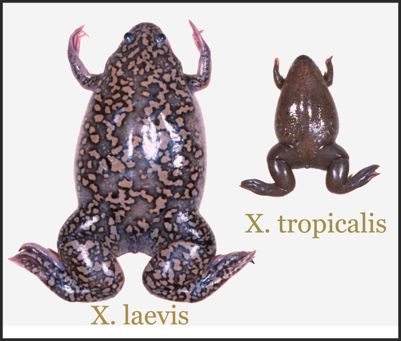 X. Laevis and X. tropicalis adults
