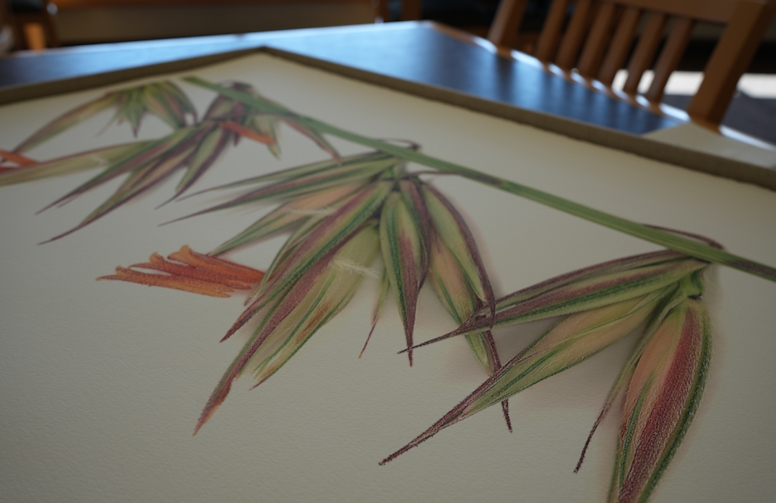A close up of one of the grasses featured