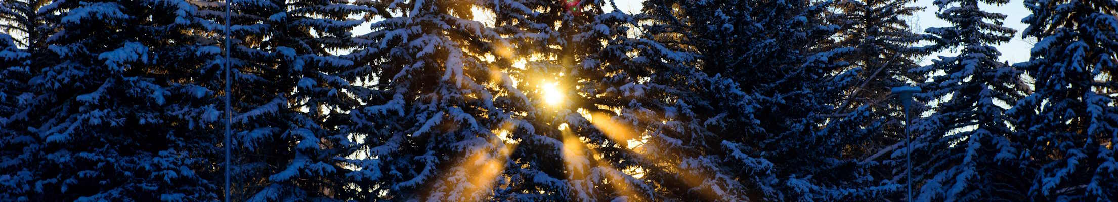 Sunlight shining through a wintry pine tree canopy