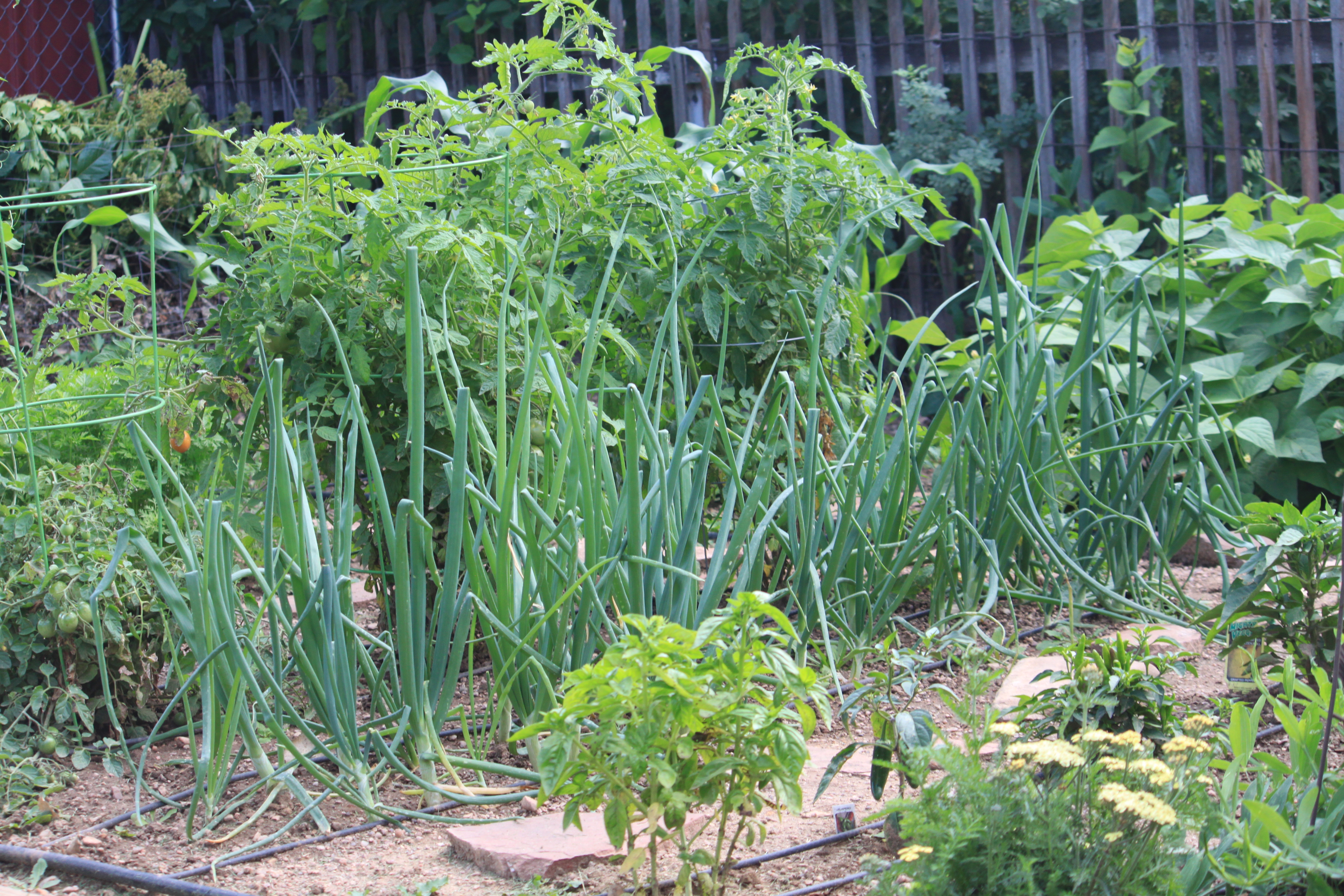 Vegetable Garden