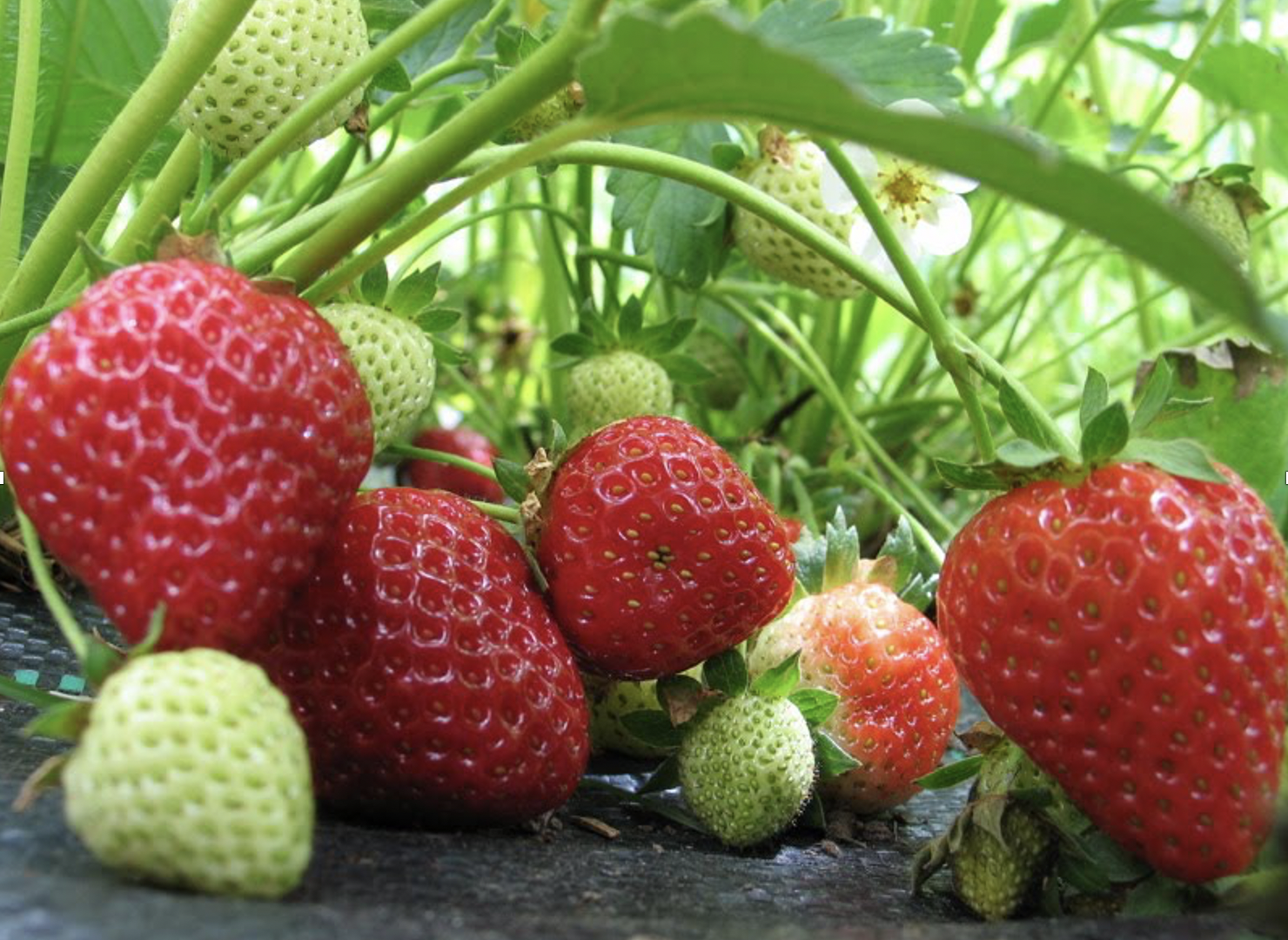 Strawberries