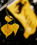 photo of gold colored aspen leaves in front of a UW flag against a dark background