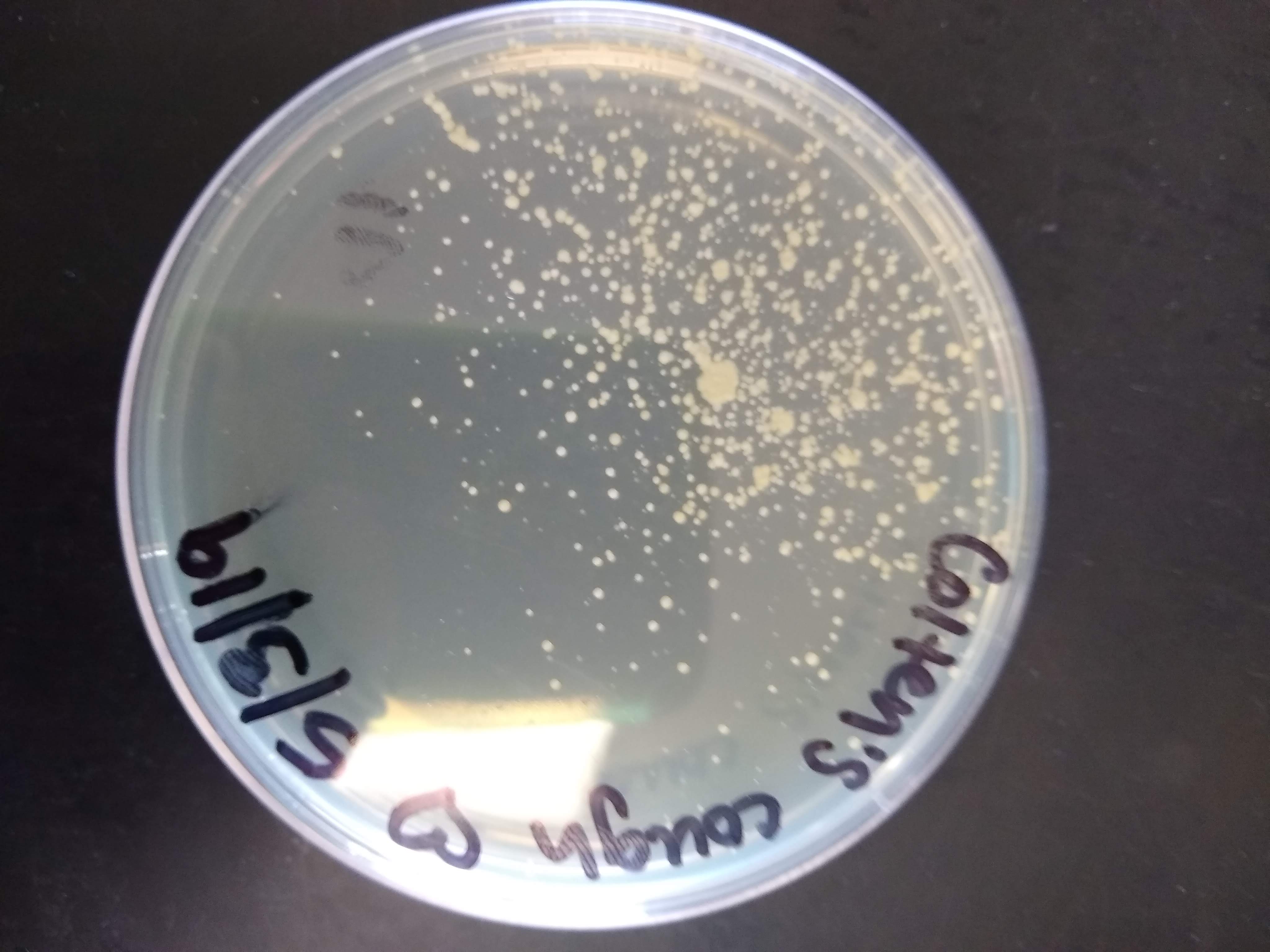 TSA plate with lots of small white colonies
