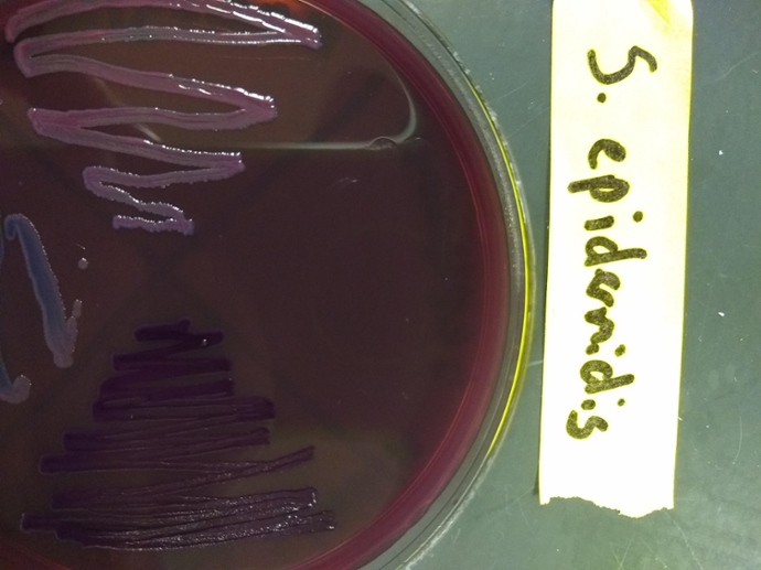 EMB plate with no growth for S. epidermidis
