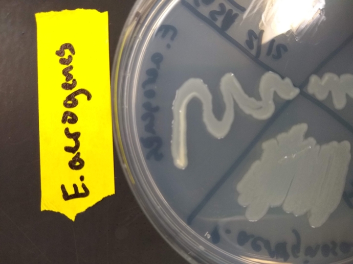 GSA plate with Enterobacter aerogenes