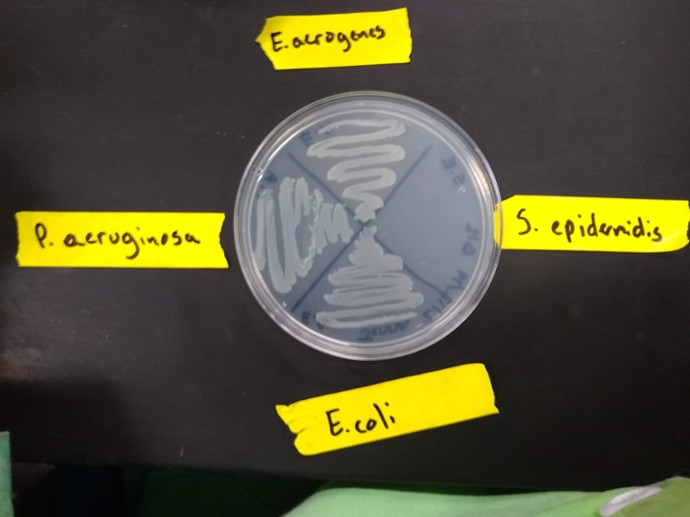 GSA plate with all four organisms