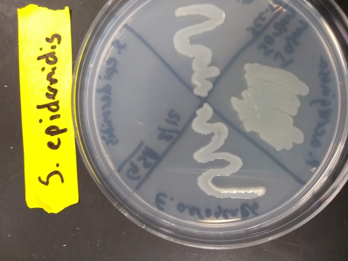 GSA plate with Staphylococcus epidermidis