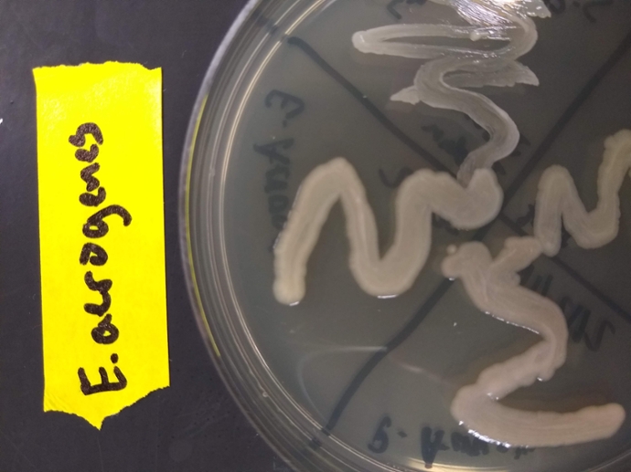 TSA plate with Enterobacter aerogenes